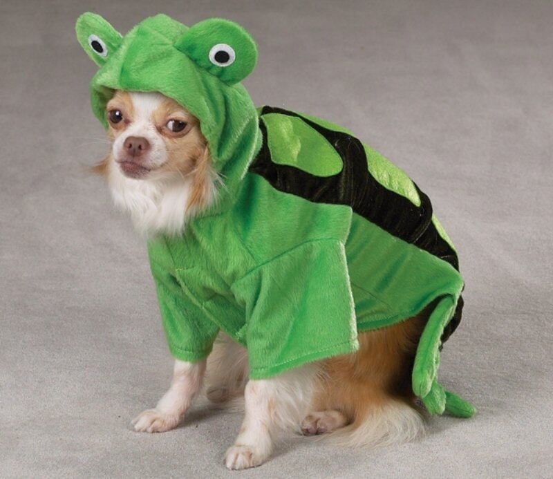 Chihuahua in Frog Costume