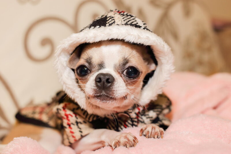 Chihuahua in Hat