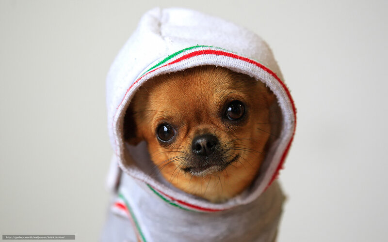 chihuahua in hooded towel