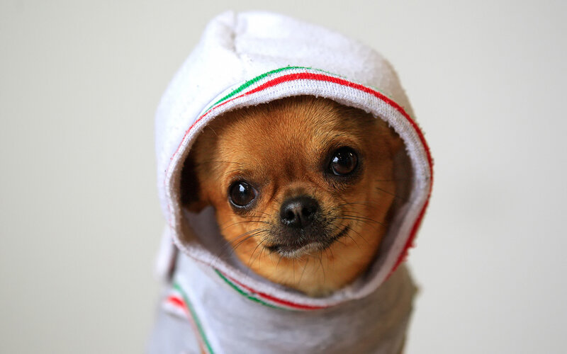Chihuahua in Hoodie