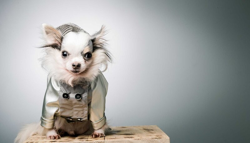 Chihuahua in Jacket