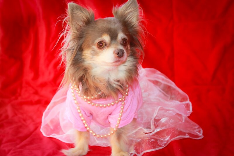 Chihuahua in Pink Dress