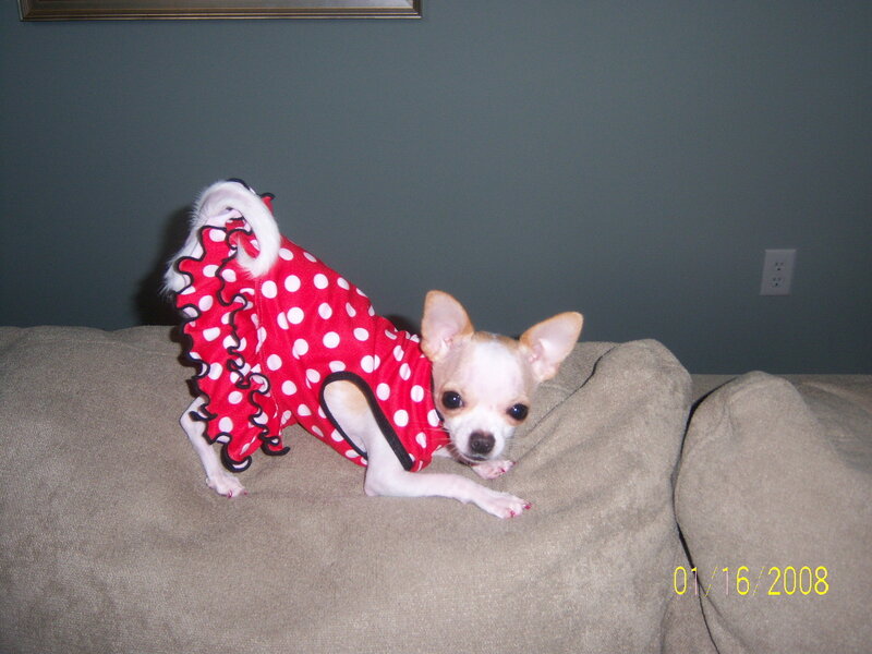 Chihuahua in polka dot dress