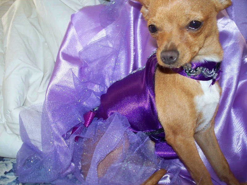 Chihuahua in Purple Dress