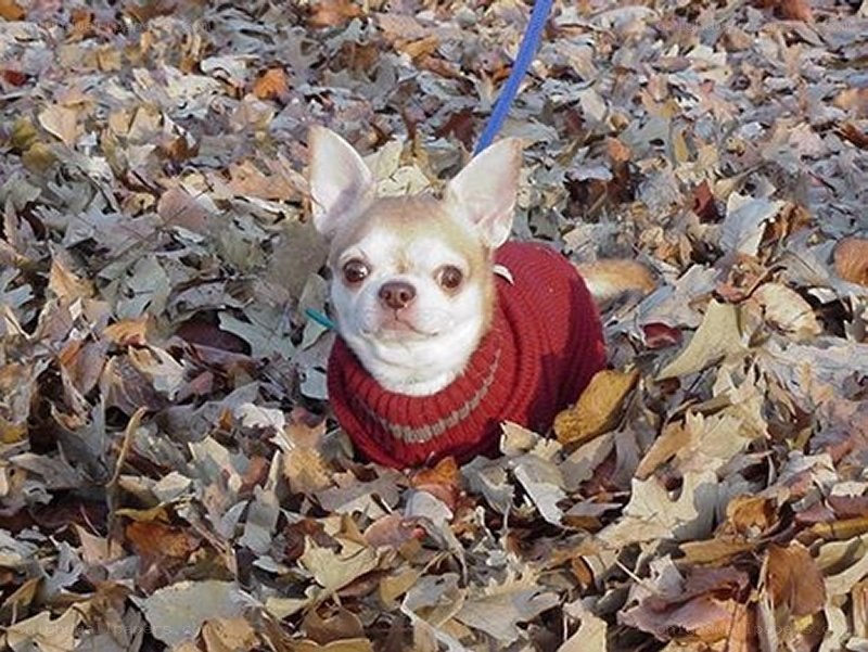 chihuahua in red sweater