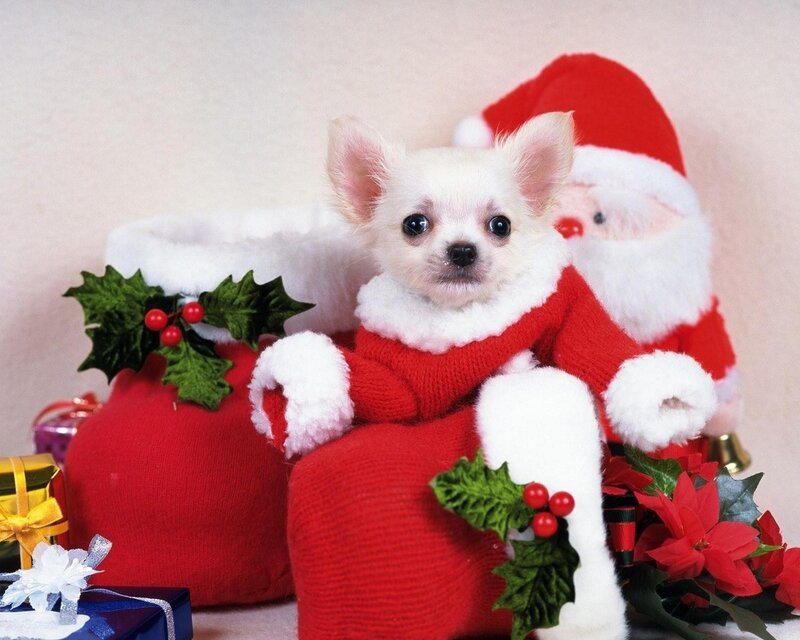 Chihuahua in Santa outfit