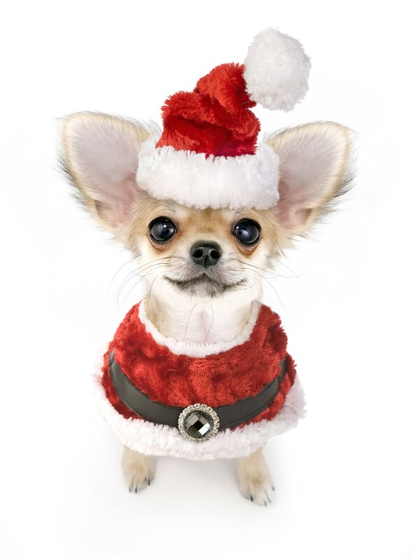 Chihuahua in Santa outfit