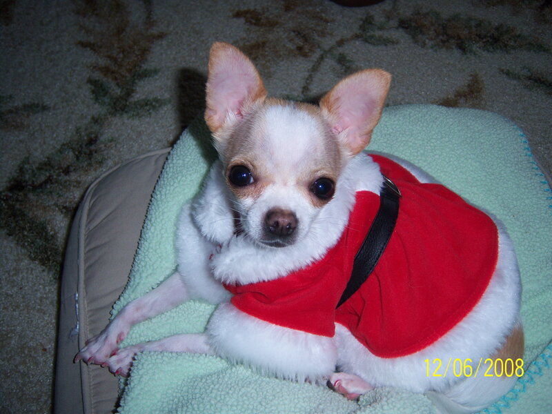 chihuahua in santa outfit