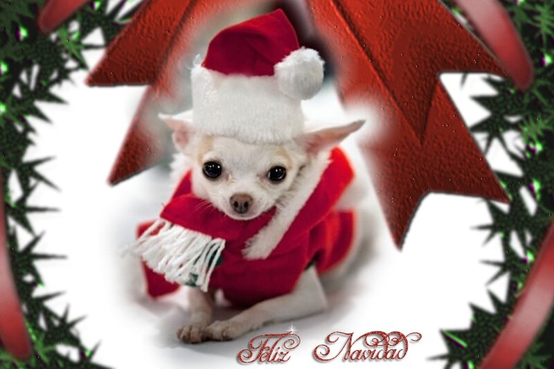Chihuahua in Santa Outfit — Red, Festive