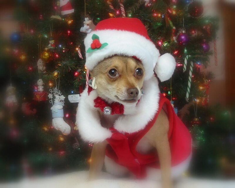 Chihuahua in Santa Outfit — Red