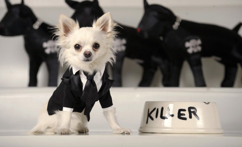 Chihuahua in Suit