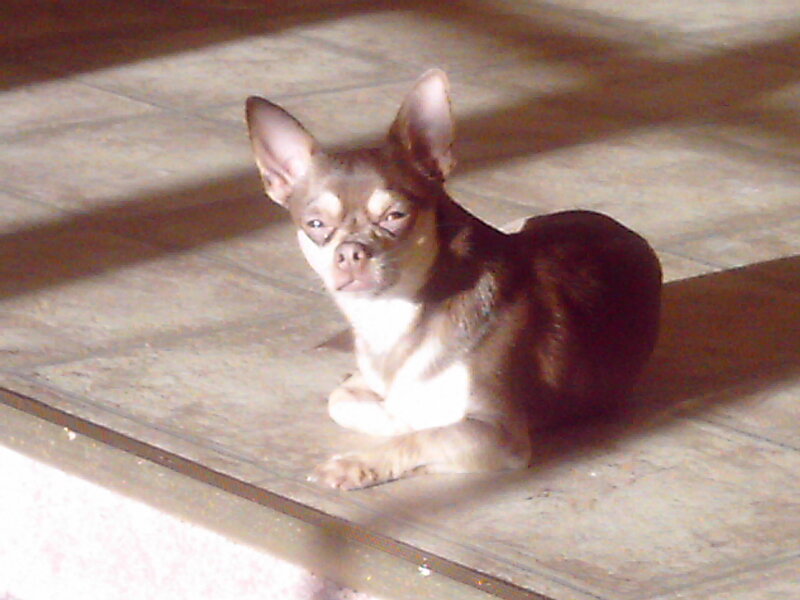 Chihuahua in sunlight