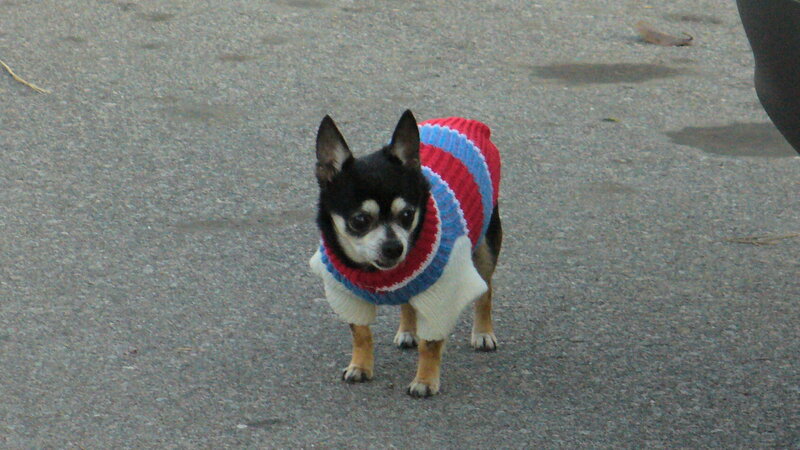 chihuahua in sweater