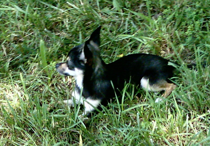 chihuahua in the grass