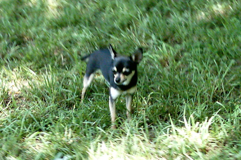 chihuahua in the grass