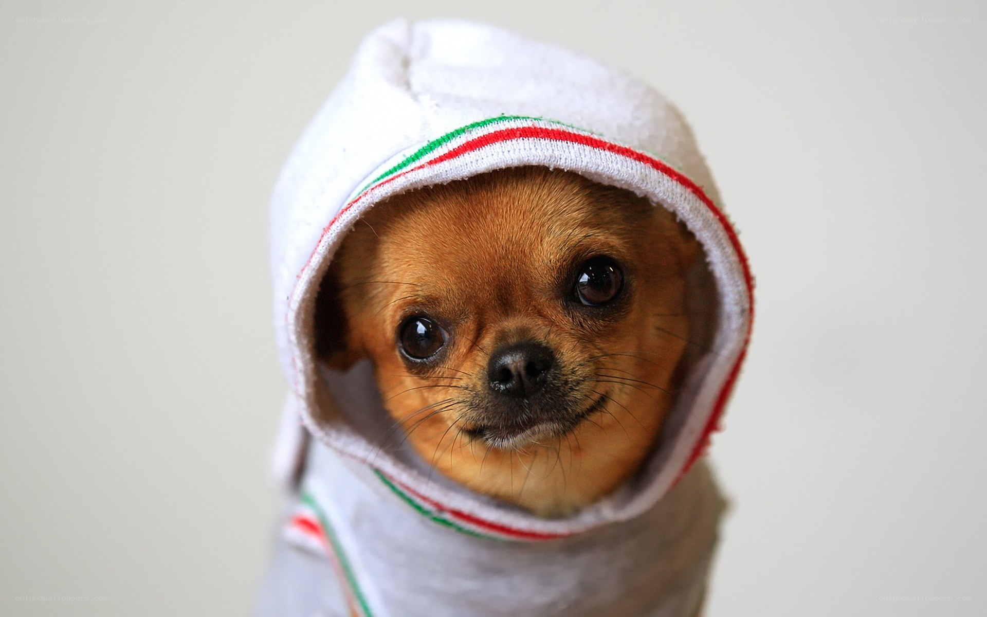 chihuahua in towel hood