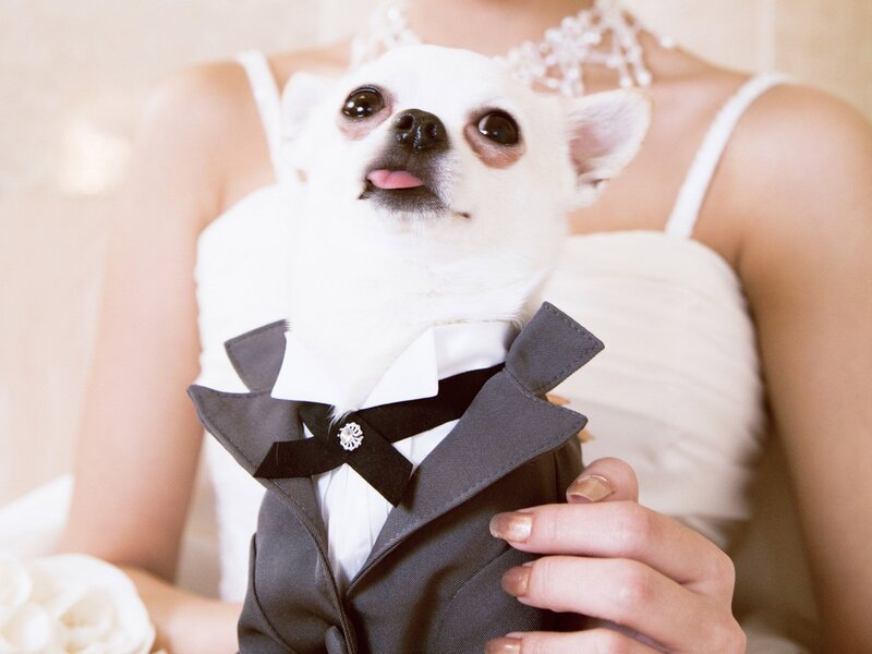 Chihuahua in Tuxedo