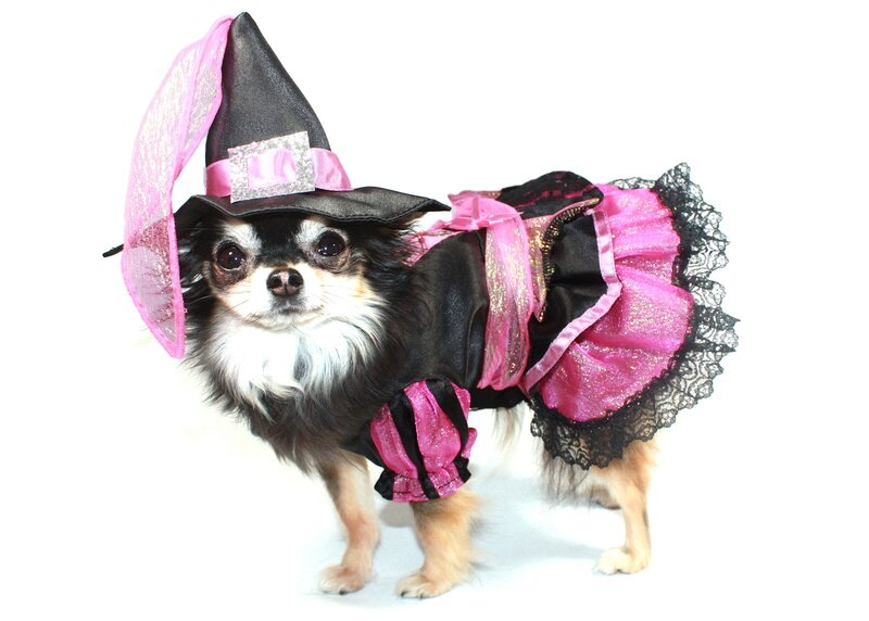 Chihuahua in Witch Costume