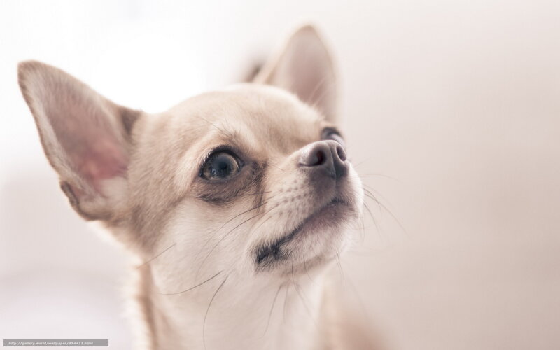 Chihuahua looking up