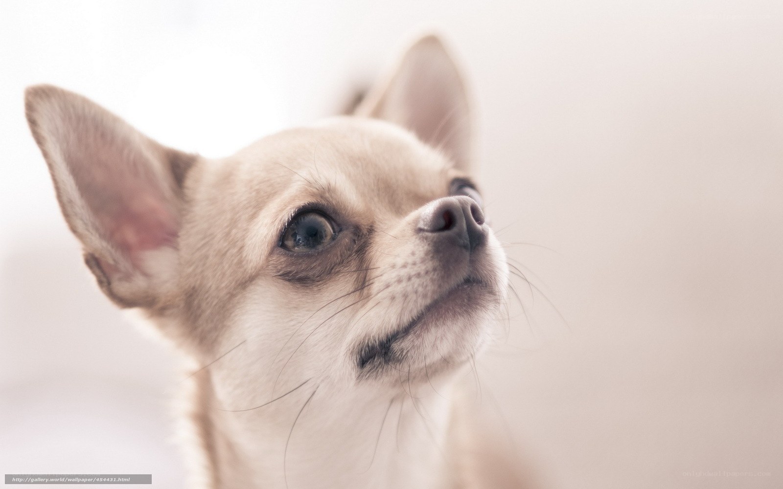 Chihuahua looking up