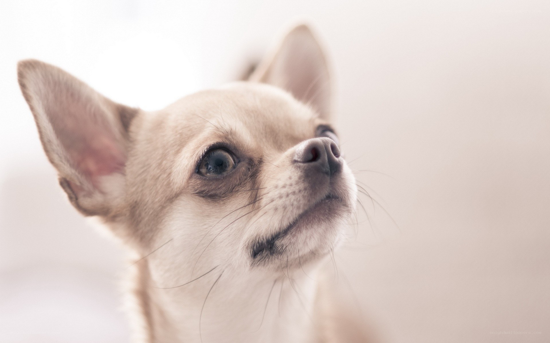 chihuahua looking up