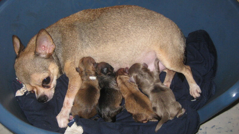 Chihuahua mother nursing puppies