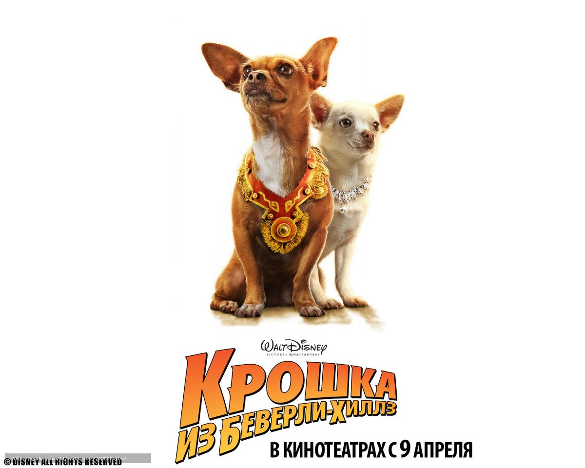 Chihuahua movie poster