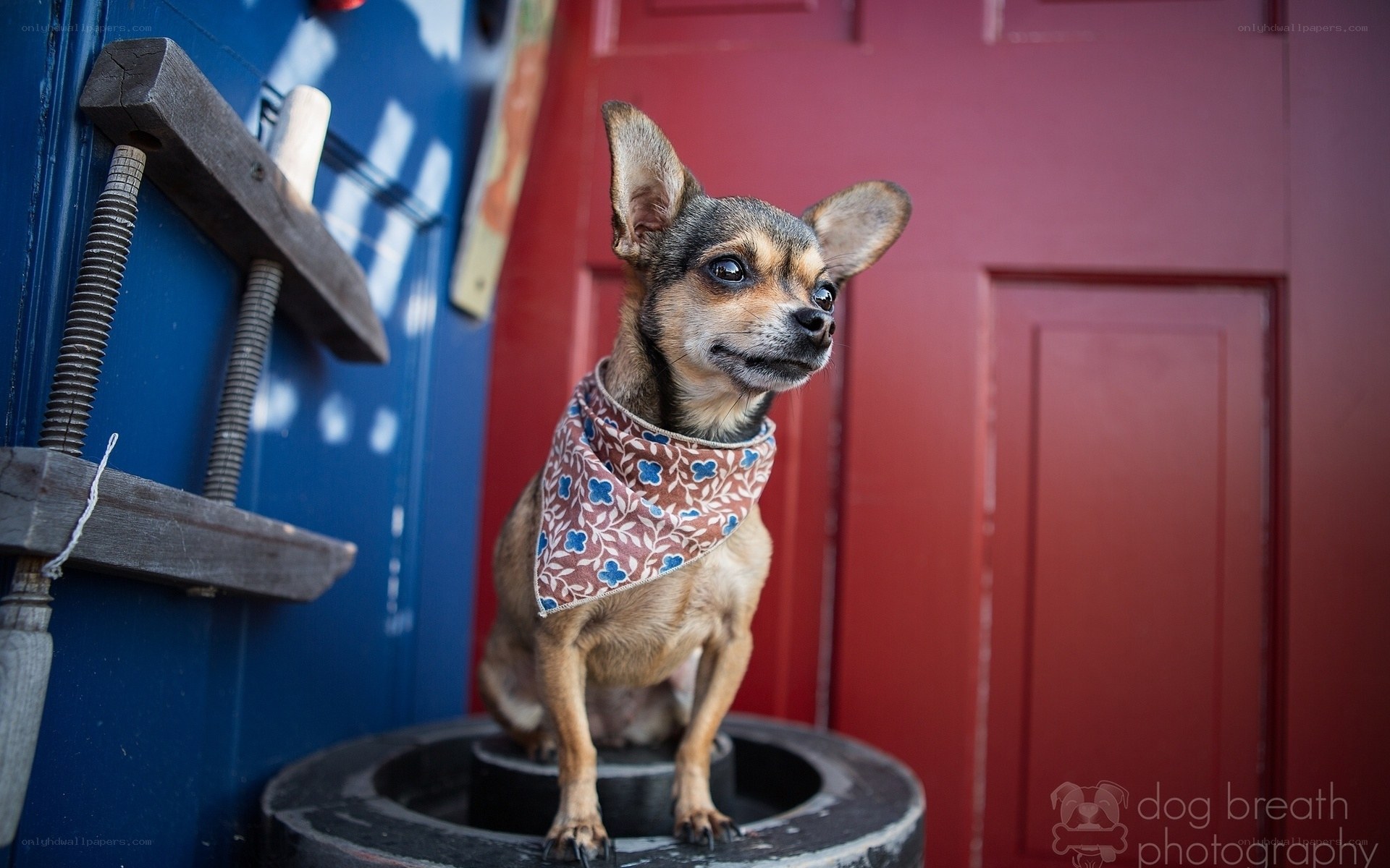 Chihuahua on a barrel