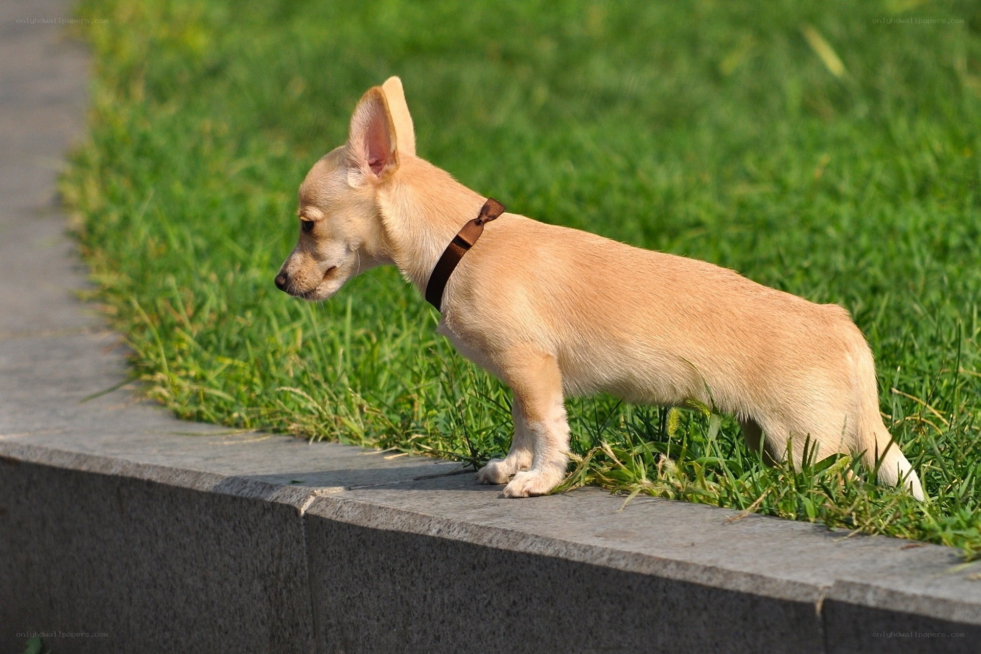 chihuahua on a grassy ledge