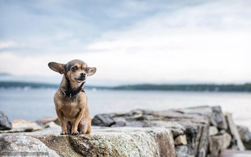 Chihuahua on a rocky shore