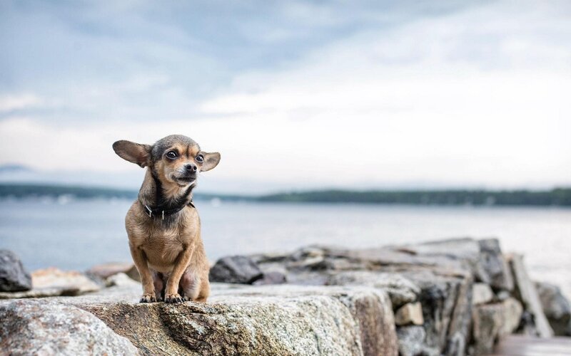 Chihuahua on a rocky shore