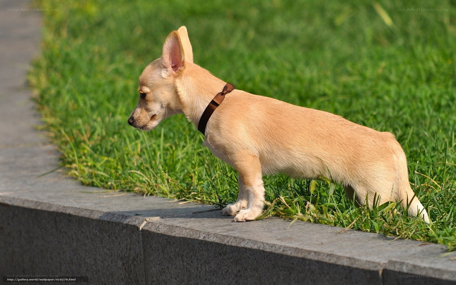 chihuahua on a stone ledge