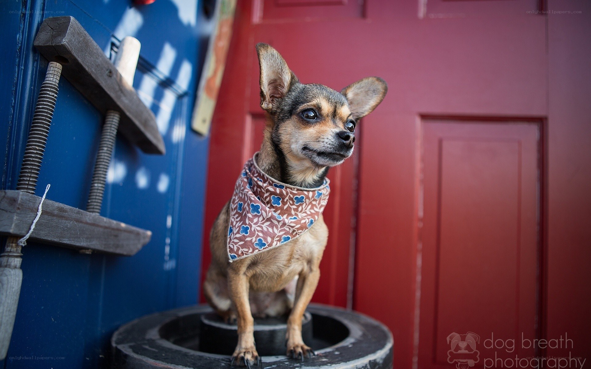 chihuahua on a tire