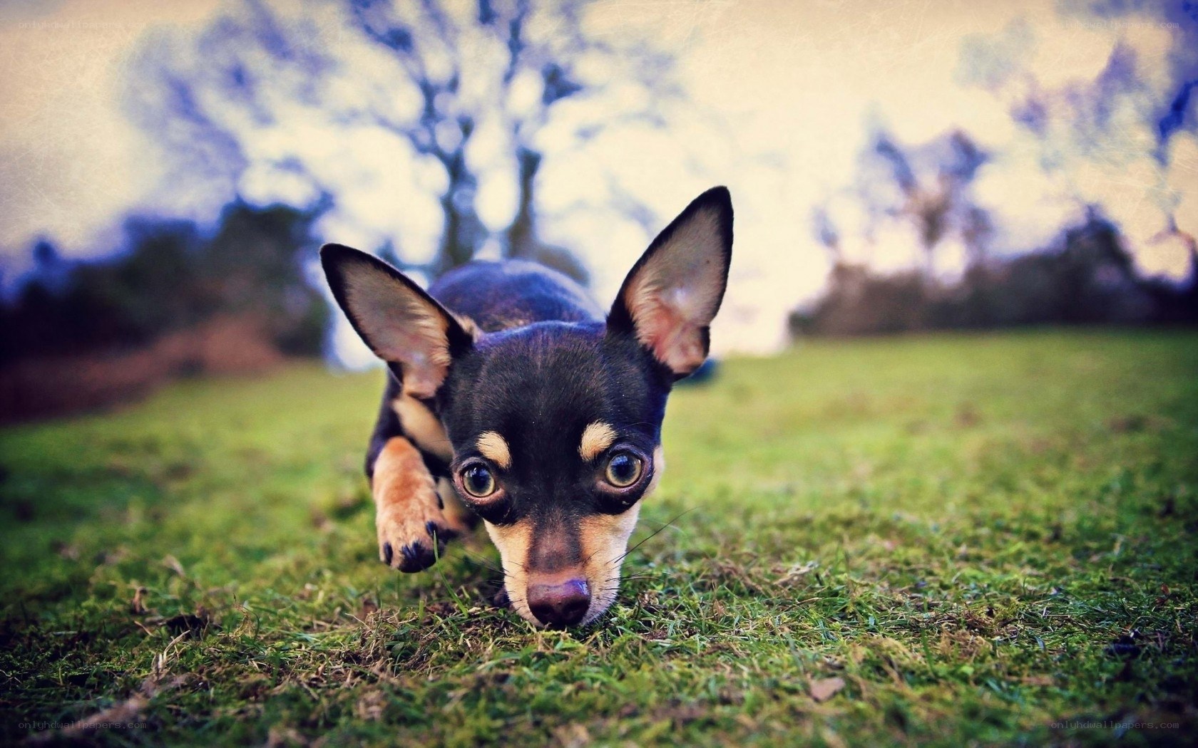 Chihuahua on grass
