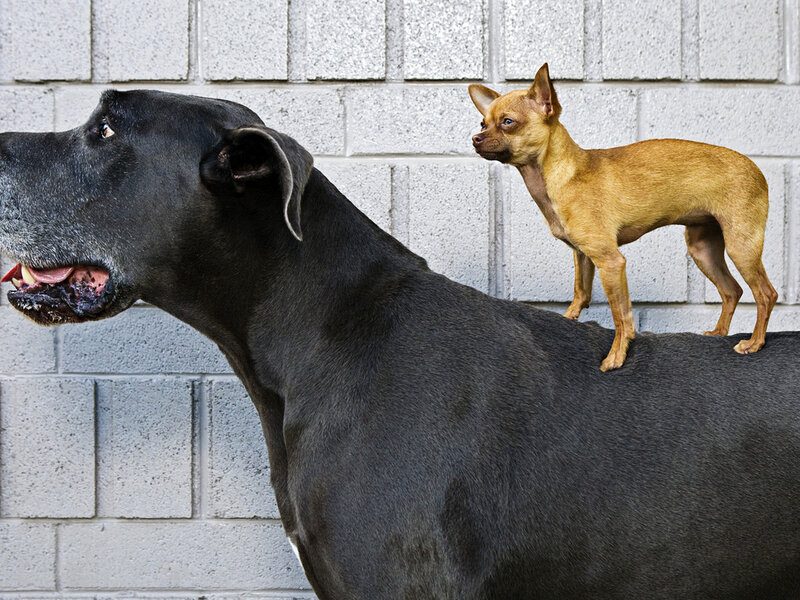 Chihuahua on Great Dane