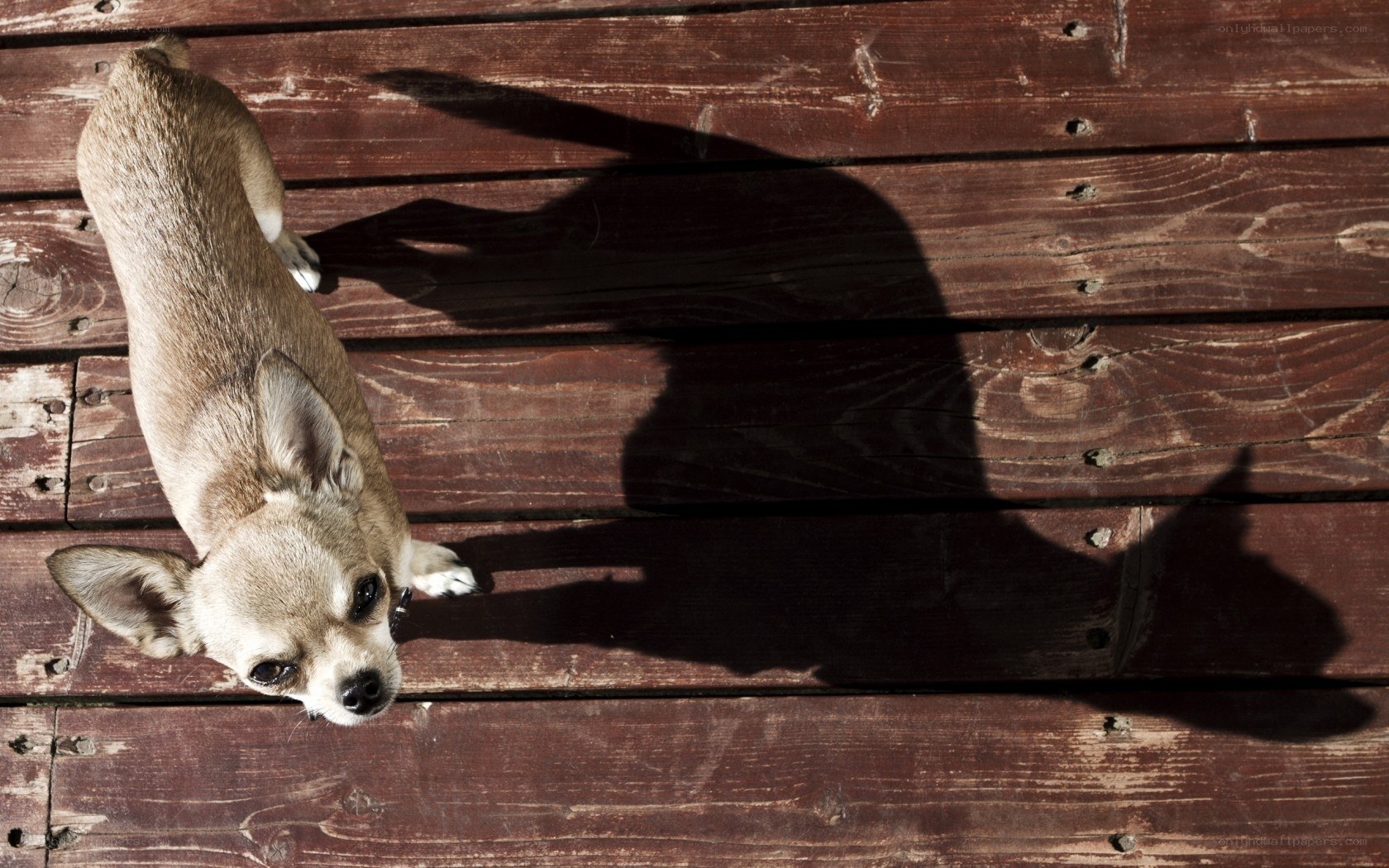 chihuahua on wooden deck