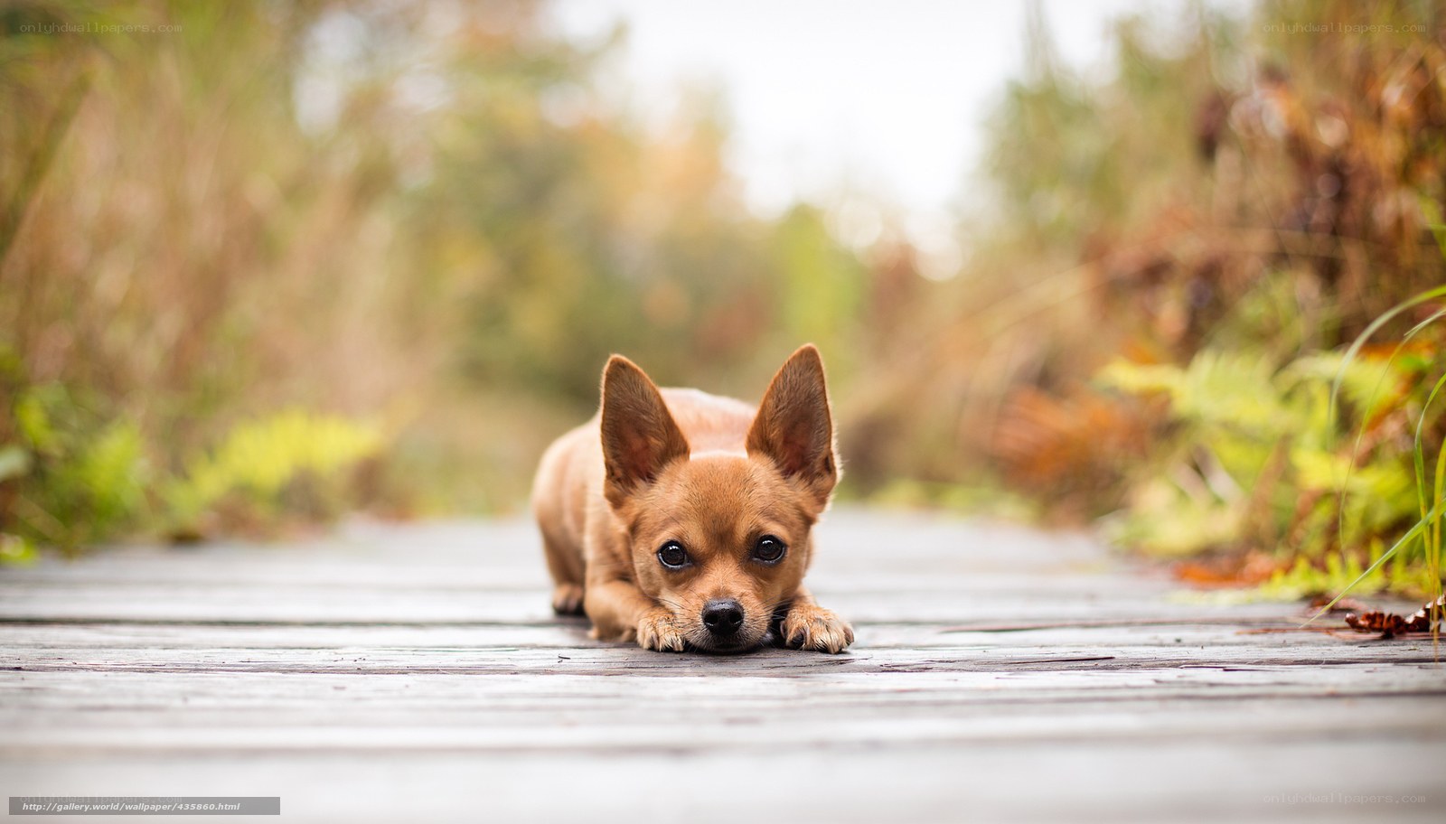 chihuahua on wooden path