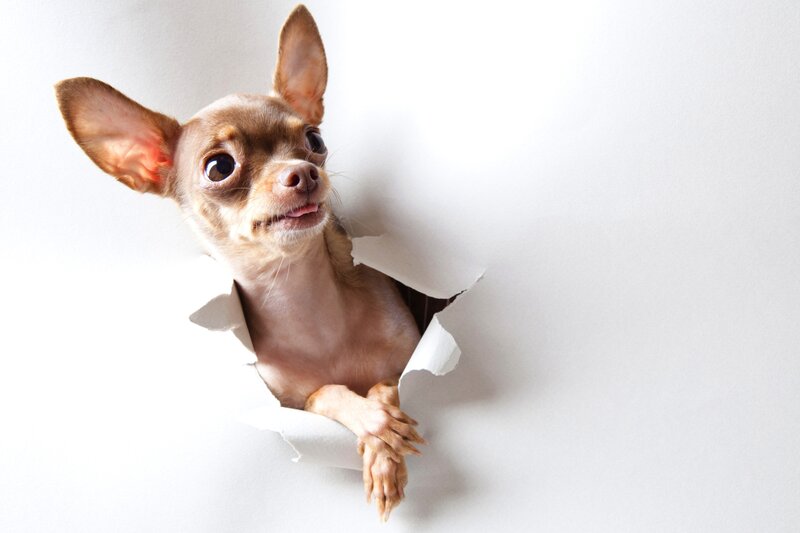 chihuahua peeking through hole