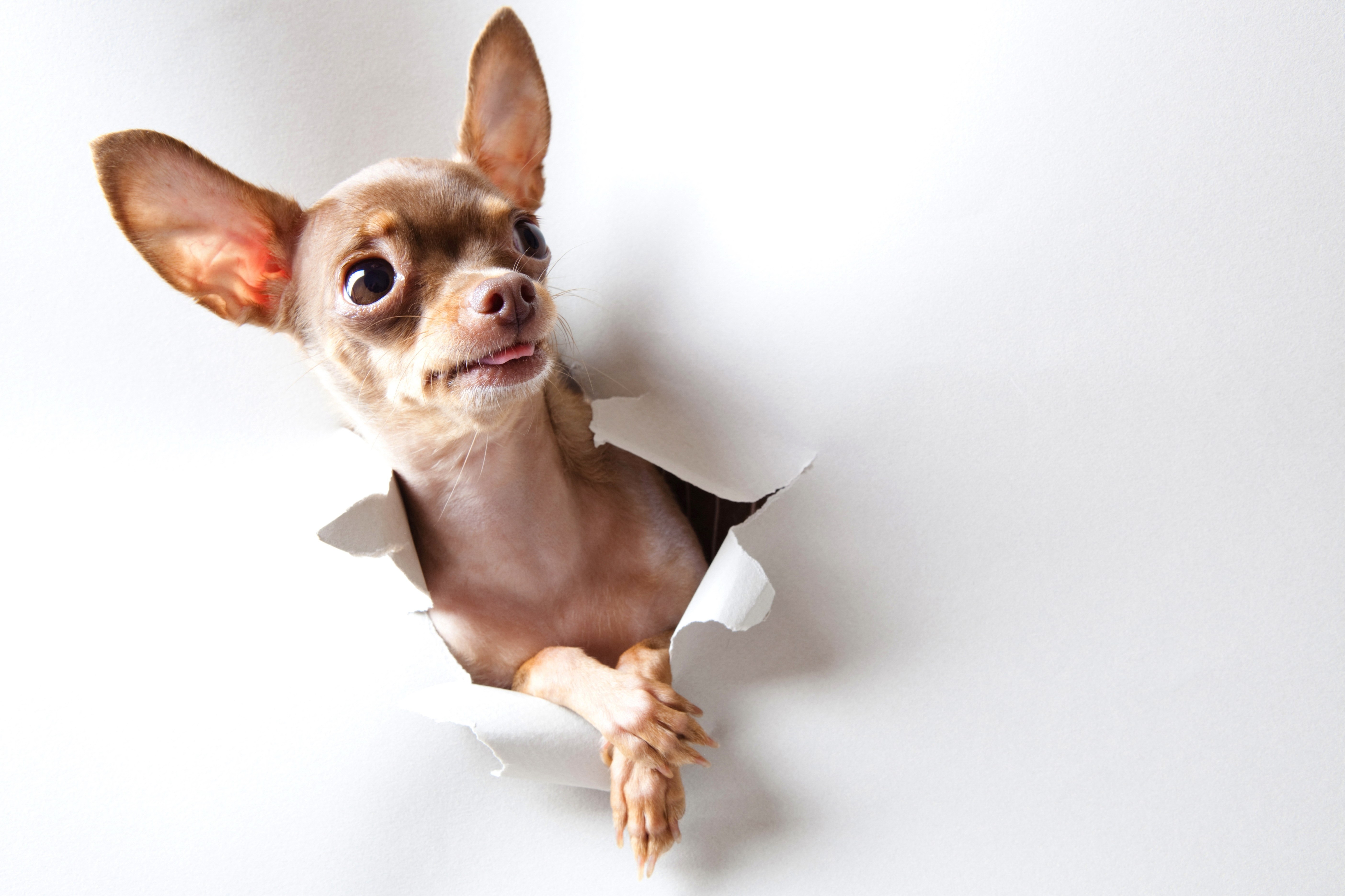 chihuahua peeking through hole