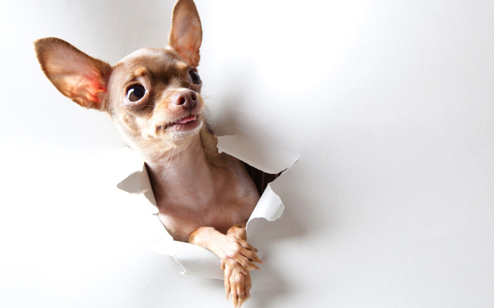 chihuahua peeking through paper