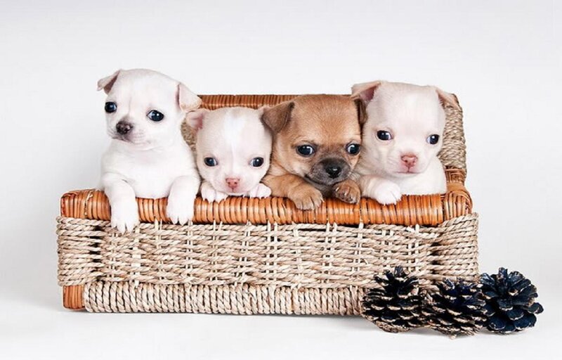 Chihuahua Puppies in Basket