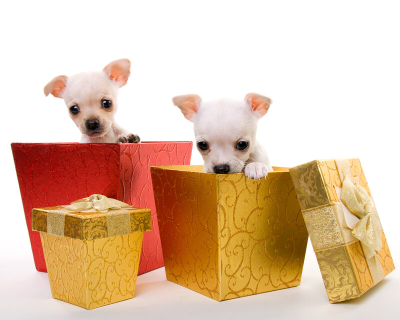 Chihuahua Puppies in Boxes