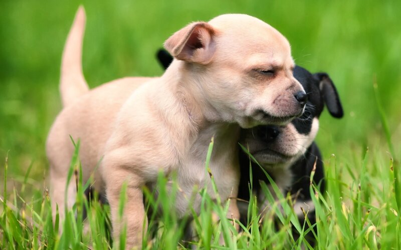 Chihuahua Puppies in Grass