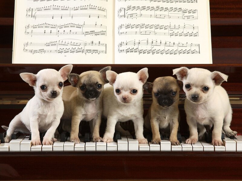Chihuahua puppies on piano