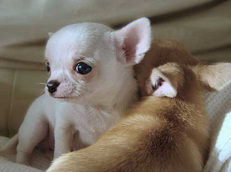 Chihuahua Puppies