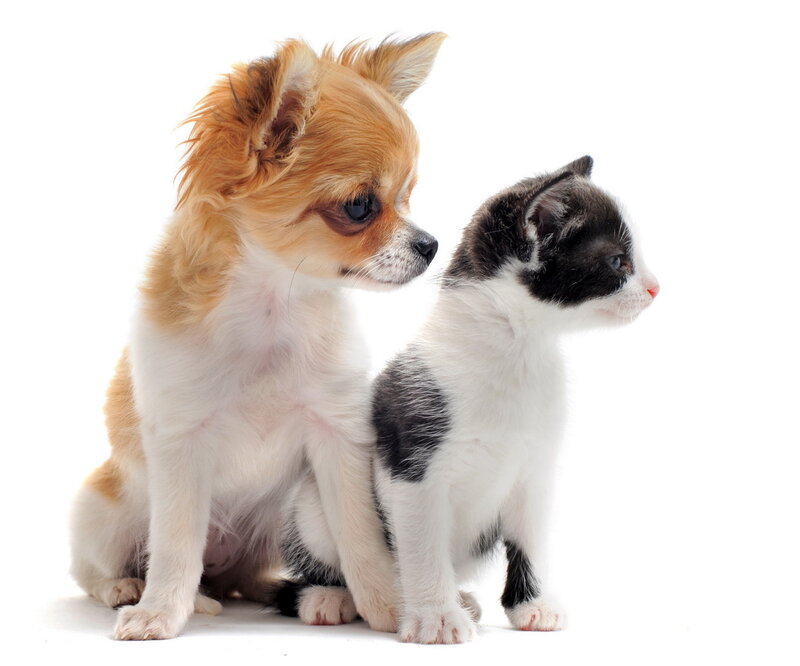 Chihuahua Puppy and Kitten
