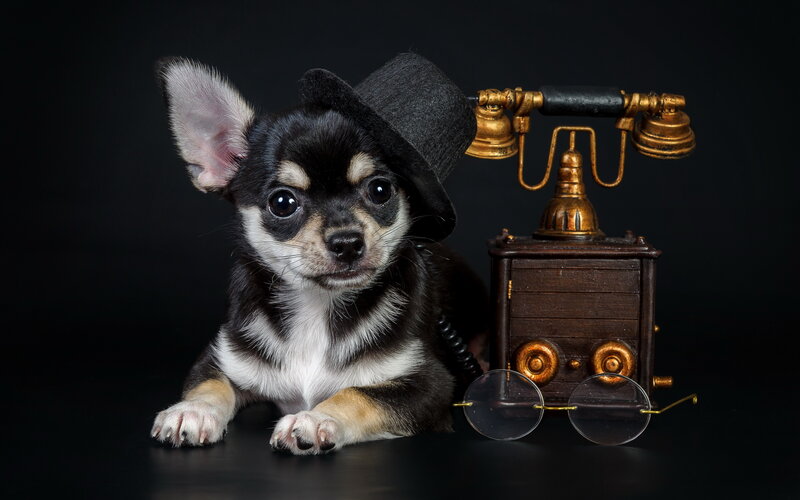 Chihuahua Puppy — Black, Dramatic