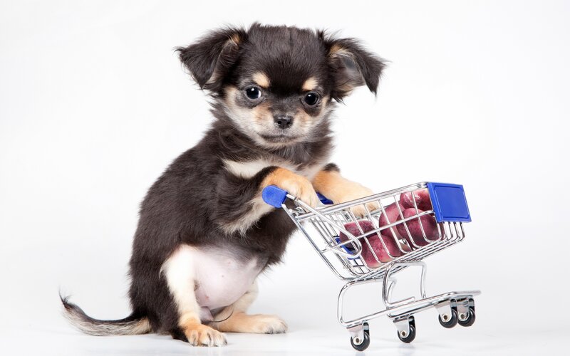 Chihuahua Puppy — Black, Playful