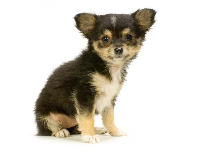 Chihuahua Puppy — Black
