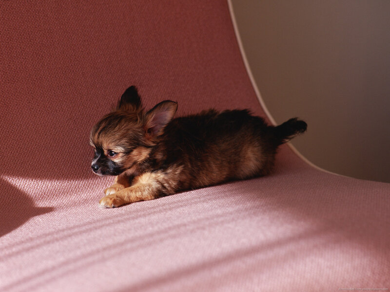 Chihuahua Puppy — Brown, Calm, Afternoon